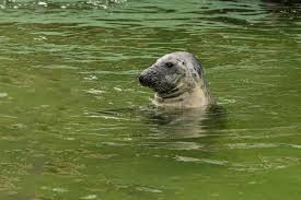 Image result for Halichoerus grypus