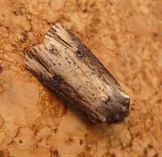 Attēlu rezultāti vaicājumam “Axylia putris”