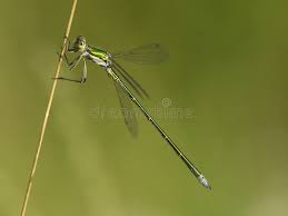 Attēlu rezultāti vaicājumam “Lestes virens female”