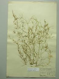 Attēlu rezultāti vaicājumam “Nitella flexilis”