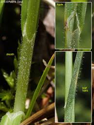 Attēlu rezultāti vaicājumam “Carex loliacea leaf”
