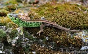 Attēlu rezultāti vaicājumam “Lacerta agilis”