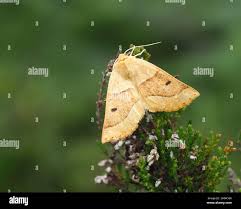 Attēlu rezultāti vaicājumam “Crocallis elinguaria imago”