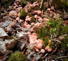 Attēlu rezultāti vaicājumam “Lycogala maculatum”