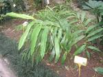 File:<b>Amomum</b> villosum - Hong