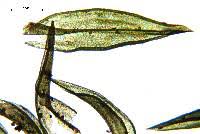 Attēlu rezultāti vaicājumam “Orthotrichum affine var. affine sporophyte”