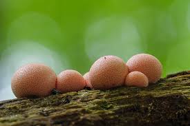 Attēlu rezultāti vaicājumam “Lycogala conicum macro”