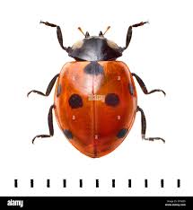 Attēlu rezultāti vaicājumam “Coccinella septempunctata”