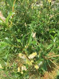 Attēlu rezultāti vaicājumam “Salix pentandra flower”