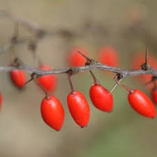 Attēlu rezultāti vaicājumam “Berberidaceae”