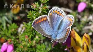 Attēlu rezultāti vaicājumam “Polyommatus icarus female”