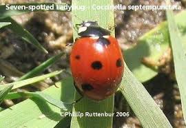 Attēlu rezultāti vaicājumam “Coccinella septempunctata”