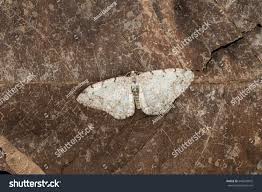 Attēlu rezultāti vaicājumam “Aethalura punctulata”