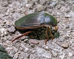 Attēlu rezultāti vaicājumam “Dytiscus sp.”