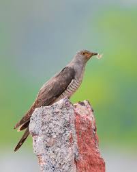 Attēlu rezultāti vaicājumam “Cuculus canorus”