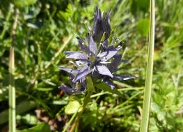 Attēlu rezultāti vaicājumam “Swertia perennis flower”
