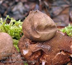 Attēlu rezultāti vaicājumam “Geastrum rufescens”