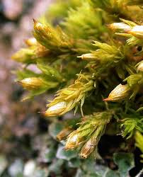 Attēlu rezultāti vaicājumam “Orthotrichum diaphanum”