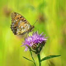 Attēlu rezultāti vaicājumam “Argynnis aglaja upperside”