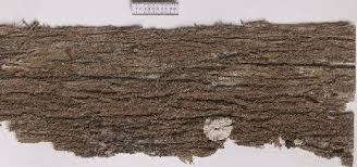 Attēlu rezultāti vaicājumam “Bacidia rubella”