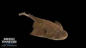 Image result for Squatina dumeril