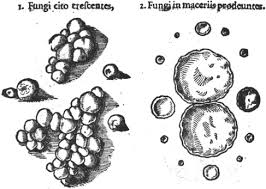 Attēlu rezultāti vaicājumam “Physarum bitectum”