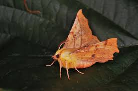 Attēlu rezultāti vaicājumam “Ennomos alniaria”