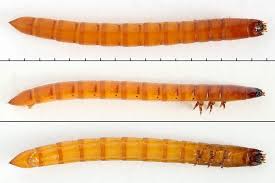 Attēlu rezultāti vaicājumam “Ectinus aterrimus”