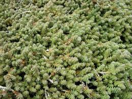Image result for Sedum acre