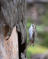 Attēlu rezultāti vaicājumam “Certhia familiaris”