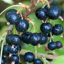 Attēlu rezultāti vaicājumam “Ribes nigrum fruit”