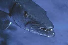 Image result for Sphyraena barracuda