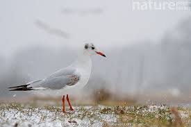 Attēlu rezultāti vaicājumam “Larus ridibundus juvenile”