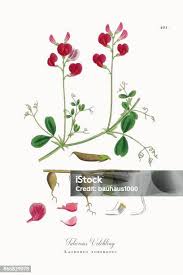 Attēlu rezultāti vaicājumam “Lathyrus tuberosus”