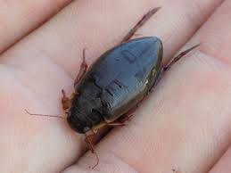 Attēlu rezultāti vaicājumam “Colymbetes striatus”