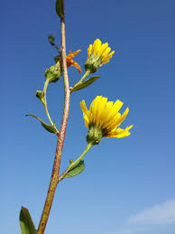 Attēlu rezultāti vaicājumam “Hieracium umbellatum bud”