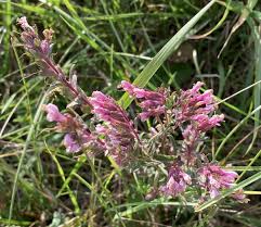 Attēlu rezultāti vaicājumam “Odontites vulgaris flower”