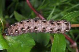 Attēlu rezultāti vaicājumam “Cerastis rubricosa”