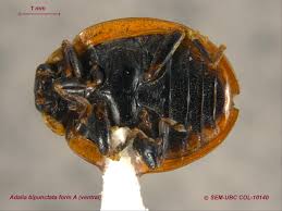 Attēlu rezultāti vaicājumam “Adalia bipunctata imago”