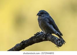 Image result for Loxia curvirostra