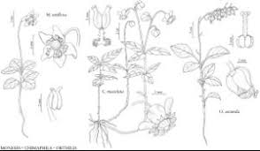 Attēlu rezultāti vaicājumam “Moneses uniflora fruit”