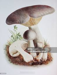 Attēlu rezultāti vaicājumam “Clitocybe nebularis”