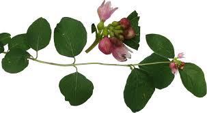 Attēlu rezultāti vaicājumam “Symphoricarpos albus flower”