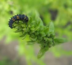 Attēlu rezultāti vaicājumam “Coccinella septempunctata larva”