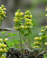 Attēlu rezultāti vaicājumam “Lamiastrum galeobdolon flower”