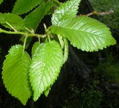Attēlu rezultāti vaicājumam “Ulmus minor”