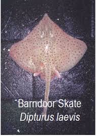 Image result for Dipturus laevis