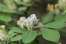 Attēlu rezultāti vaicājumam “Lonicera xylosteum flower”