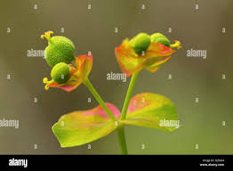 Attēlu rezultāti vaicājumam “Euphorbia cyparissias fruit”