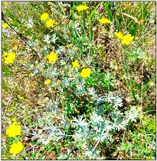 Attēlu rezultāti vaicājumam “Potentilla argentea flower”